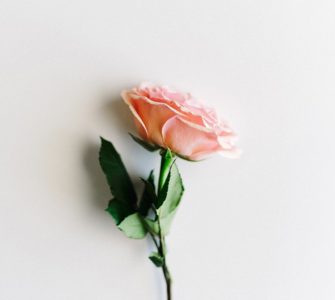 image of beautiful indoor pink rose