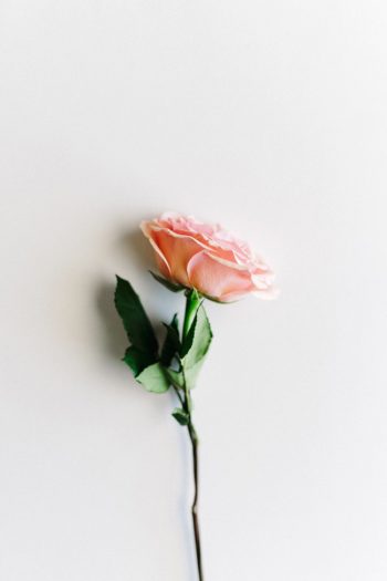 image of beautiful indoor pink rose