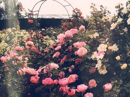 image of Rose Arch 