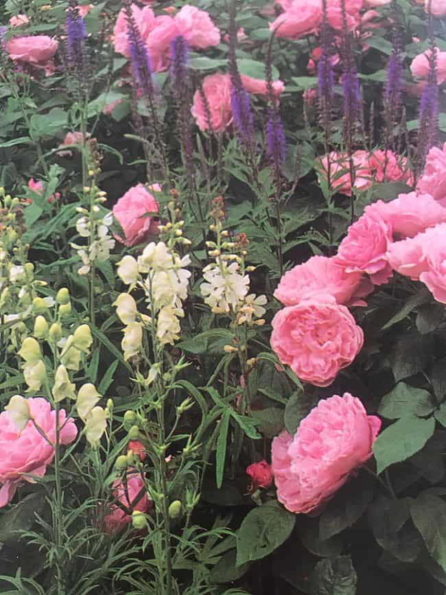 image of david austin roses in a garden