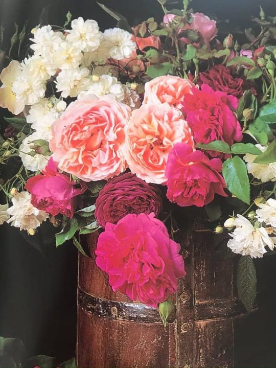 Image of david austin roses in vase