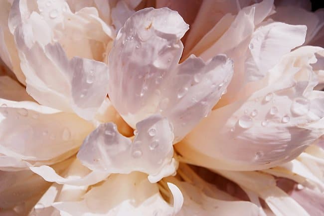 image of how to water roses in containers pots