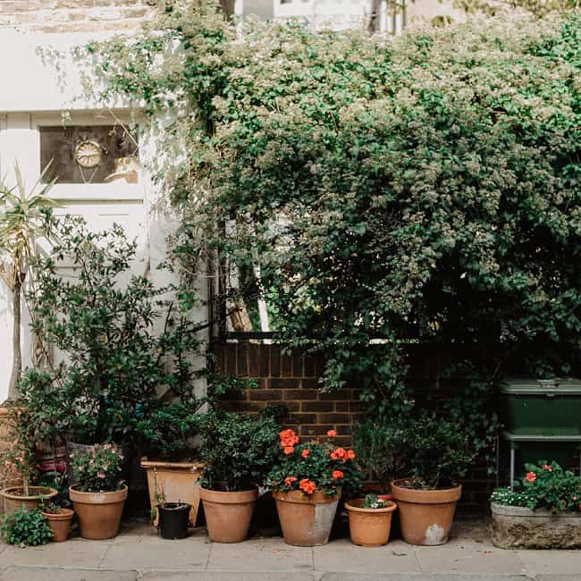 image of watering roses in pots