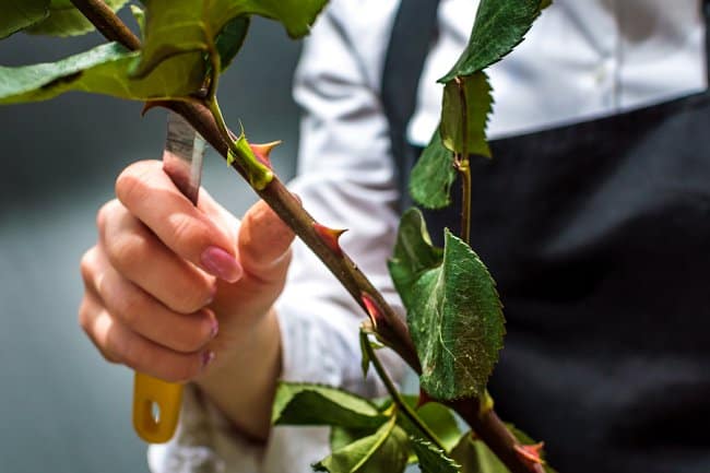 Image of preparing rose for propagation from wedding bouquet