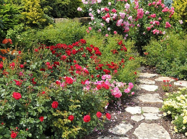 image of rose bushes 
