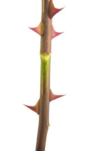 image of rose stem with node for propagating