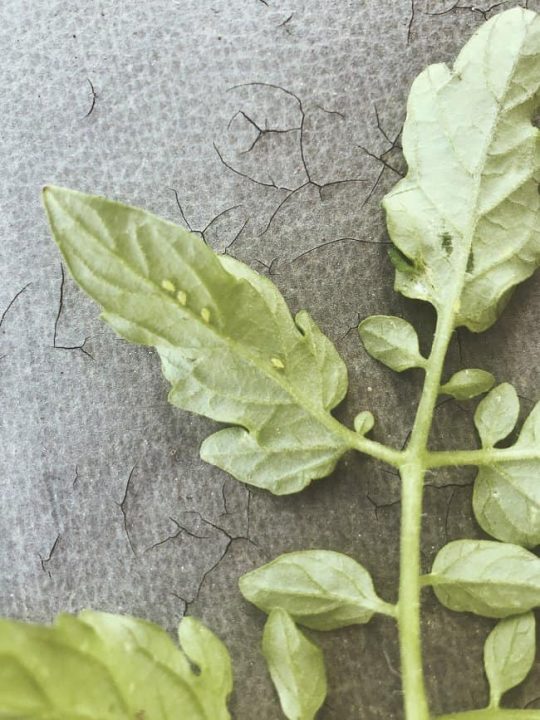 image of aphids that appear on rose bushes