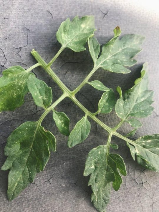 image of curling leaves in need of DIY aphid spray