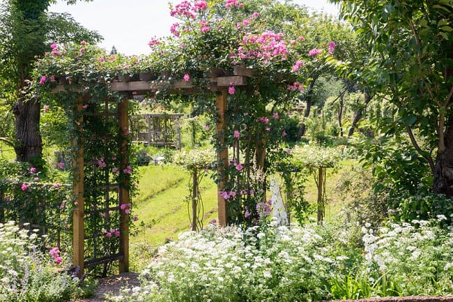 image of how to train climbing roses on an arbor