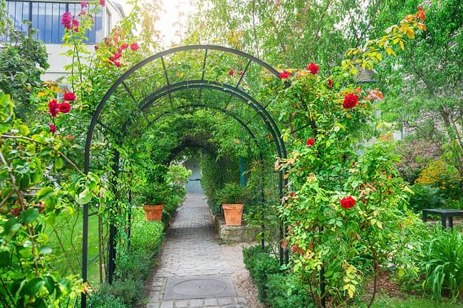 climbing rose arch partial coverage