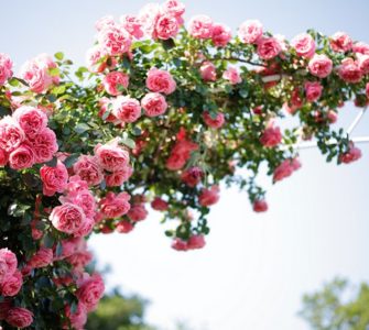 image of climbing roses on an arch