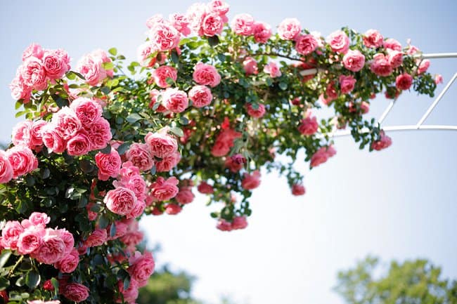 image of climbing roses on an arch