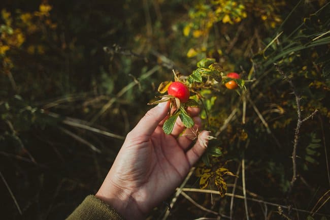 image of rosehips used to gain rose seeds