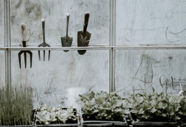 gardening equipment used to grow roses from seed