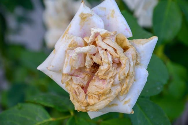 image of a dying rose 