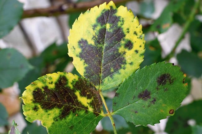 image of black spot disease on roses