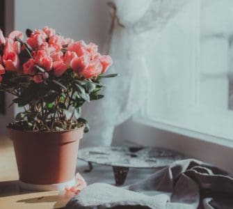 image of dying potted rose