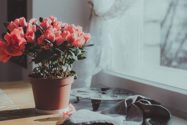 image of dying potted rose