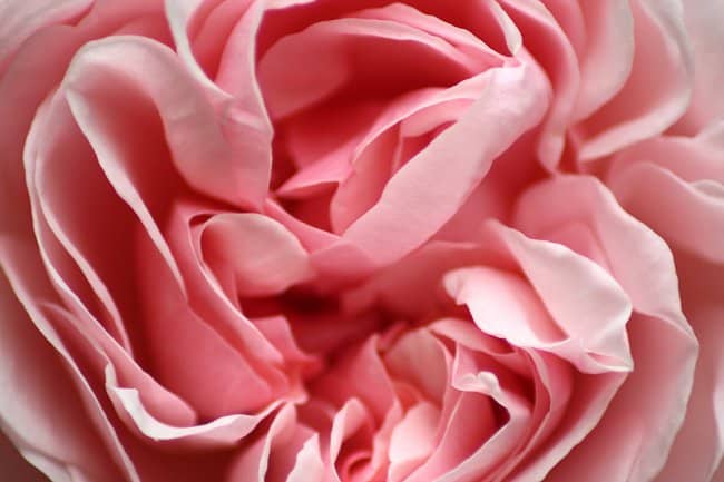 image of rose petals for rose jam recipe