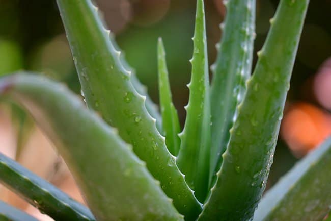 image of what aloe vera plant to use as rooting hormone