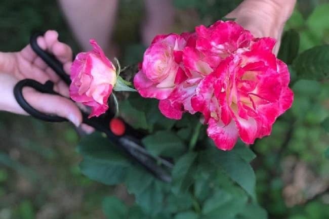 image of preparing a rose cutting