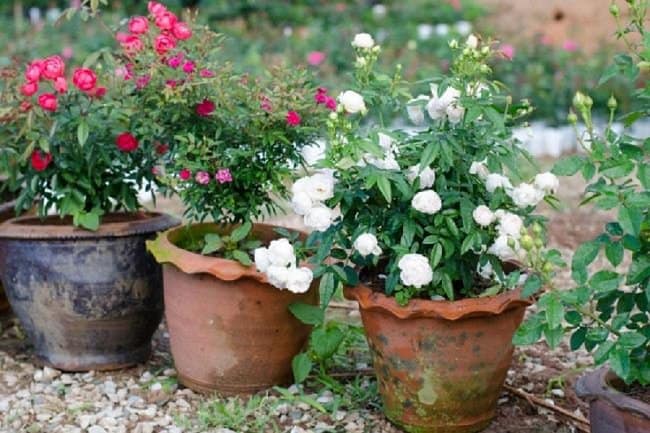 image of roses grown from cuttings in containers