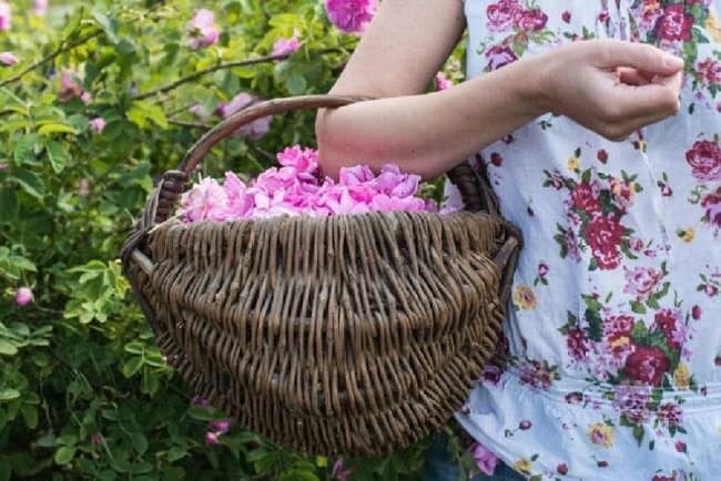 image of how to harvest rose petals for drying