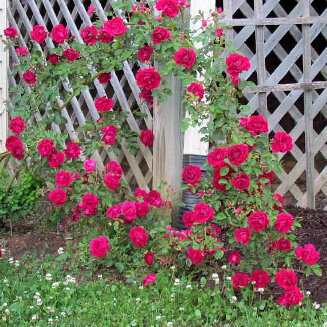 image of the climbing rose 'blaze' growing along a fence