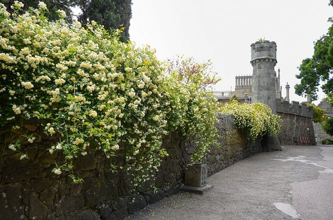 image of yellow lady banks roses