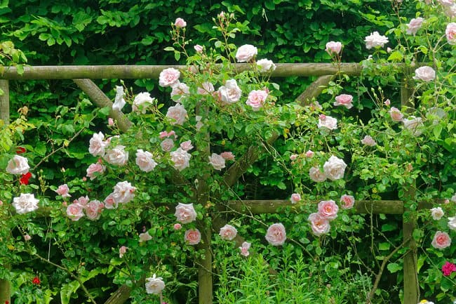 image of new dawn pink rose along fence