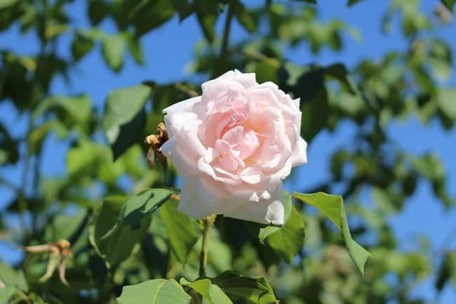 image of madam alfred carriere rose climbing