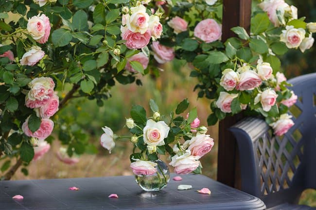 image of pierre de ronsard climbing rose perfect for fences and walls