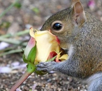 image of a squirrel eating a rose how to protect roses from squirrels