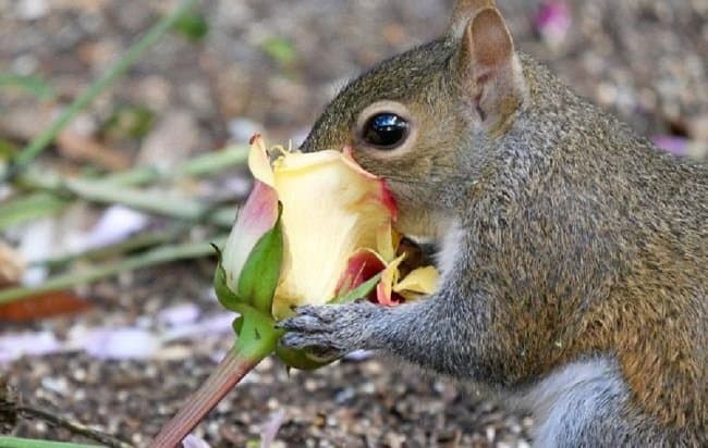 image of a squirrel eating a rose how to protect roses from squirrels