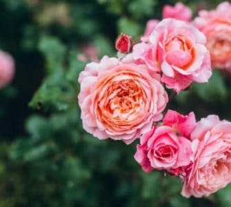 how to make roses grow fast