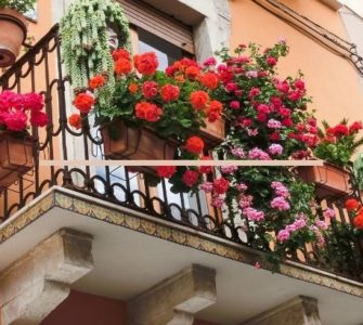 image of how to grow a rose garden on balcony