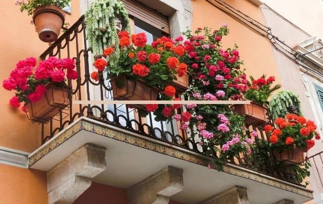 image of how to grow a rose garden on balcony