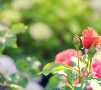 image of can i feed roses with tomato feed