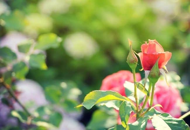 image of can i feed roses with tomato feed