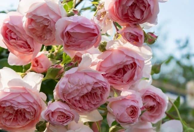 image of the william morris rose how to grow roses fast