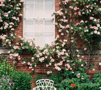 image of roses on brick wall are climbing roses bad for brick?