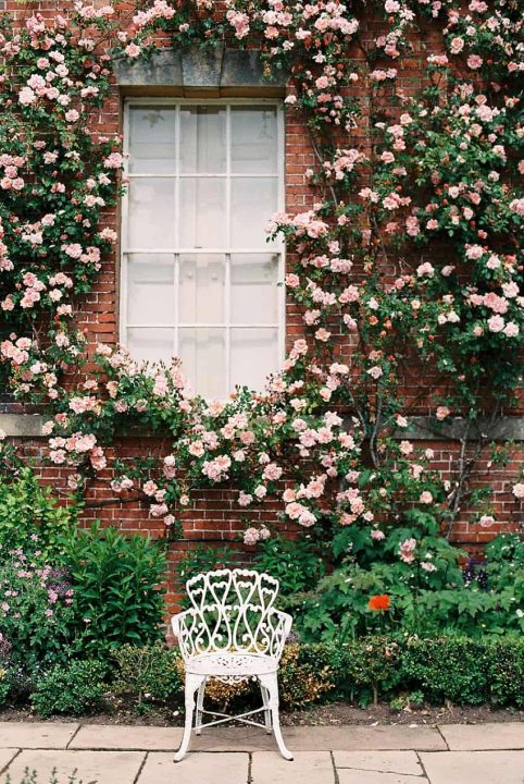 image of roses on brick wall are climbing roses bad for brick?