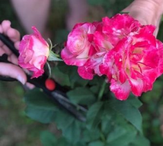 image of how to keep roses disease free
