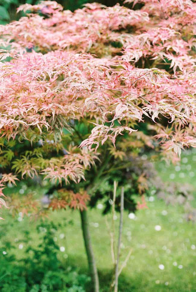 image of japanese maple tree in zen garden plants