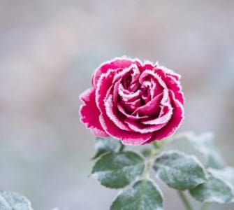 image of can roses survive winter in pots?