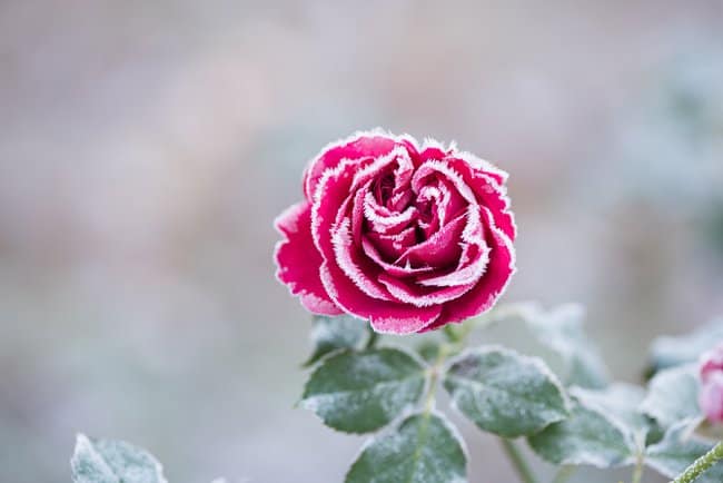 image of can roses survive winter in pots?