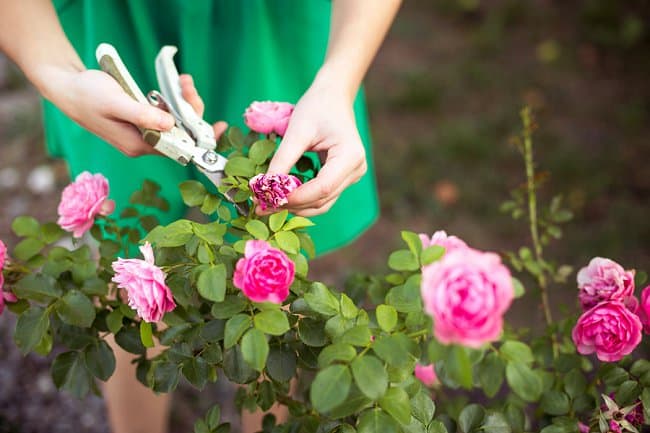 image of prune roses in pots in winter