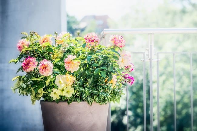 image of patio rose surviving winter ready for spring