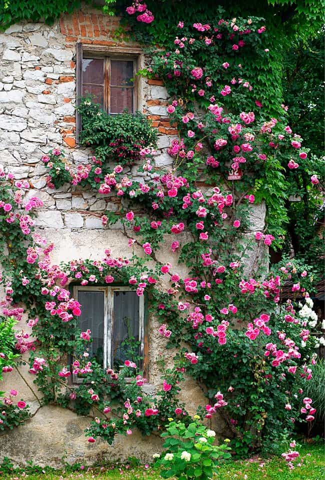 image of pink climbing roses on brick wall