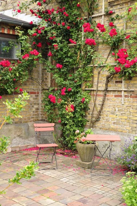 image of rose trellis supporting climbing rose on brick